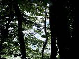 Dorpje, vanuit het bos.